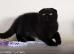 Los Angeles Bianka pure black scottish fold girl - Scottish Fold Cat For Sale - CA, US