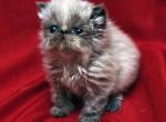 Babbling  Blue Seal Point - Himalayan Cat For Sale - Cedar Rapids, IA, US