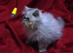 Peaches by Cha Cha x Mr Bo Jangles - Persian Cat For Sale - Cedar Rapids, IA, US