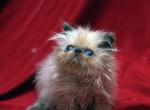 Blue point by Flueffay x The Holy Grail - Himalayan Cat For Sale - Cedar Rapids, IA, US