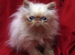 Flame Pt by Creme de Blue Flueffay x Holy Grail - Himalayan Cat For Sale - Cedar Rapids, IA, US