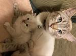 Siamese lynx point divine Queen Cattery - Siamese Cat For Sale - Laingsburg, MI, US