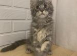 Grey - Maine Coon Cat For Sale - NY, US