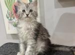 Scarlett - Maine Coon Cat For Sale - NY, US