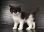 Verso - Maine Coon Cat For Sale - Miami, FL, US