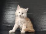 Wiktor - Maine Coon Cat For Sale - Miami, FL, US