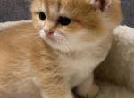 British golden chinchilla - British Shorthair Cat For Sale - Staten Island, NY, US