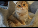 LELIK - Scottish Fold Cat For Sale - San Mateo, CA, US