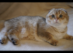 LELIKK - British Shorthair Cat For Sale - San Mateo, CA, US