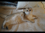 PONA - Scottish Fold Cat For Sale - San Mateo, CA, US