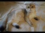 Sharikk - British Shorthair Cat For Sale - San Mateo, CA, US