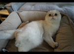 Gelik - Scottish Fold Cat For Sale - San Mateo, CA, US