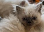 Milo - Himalayan Cat For Sale - Farmington, MI, US