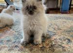 Sandy - Himalayan Cat For Sale - Farmington, MI, US