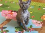 Sweetie - Devon Rex Cat For Sale - Brooklyn, NY, US