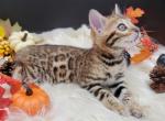 TICA registered Bengal Male - Bengal Cat For Sale - Daytona Beach, FL, US