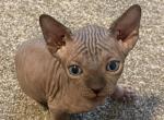 Bart - Sphynx Cat For Sale - Canton, GA, US