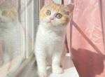 Sesame British shorthair female - British Shorthair Cat For Sale - Athens, GA, US