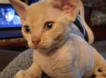 Peter Piper - Devon Rex Cat For Sale - Stanford, MT, US