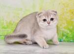 Lola1 - Scottish Fold Cat For Sale - NY, US