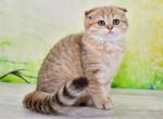 Laura1 - Scottish Fold Cat For Sale - NY, US