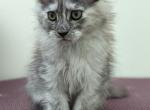 Denise - Maine Coon Cat For Sale - Staten Island, NY, US