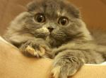 Scottish Fold cat - Scottish Fold Cat For Sale - Orlando, FL, US