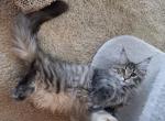 Devin - Maine Coon Cat For Sale - OH, US