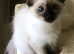 Seal Point - Balinese Cat For Sale - Queenstown, MD, US