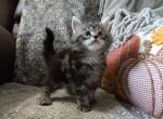 Antonio polydactyl - Maine Coon Cat For Sale - OH, US