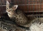 Spotted girl - Bengal Cat For Sale - Macon, MO, US