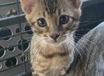 Spotted boy - Bengal Cat For Sale - Macon, MO, US