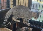 Sean - Bengal Cat For Sale - Macon, MO, US