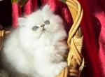 Beautiful silver shaded Chinchilla Doll face Male - Persian Kitten For Sale - San Jose, CA, US