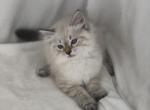 Mack - Siberian Cat For Sale - North Port, FL, US