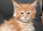 ARIA TICA registration - Maine Coon Cat For Sale - Plainfield, IN, US