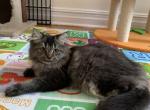 Zara - Scottish Straight Cat For Sale - New York, NY, US