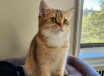 Wally - Scottish Straight Cat For Sale - New York, NY, US