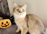 Zlata - Scottish Straight Cat For Sale - New York, NY, US