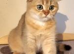 Angel - Scottish Fold Cat For Sale - New York, NY, US