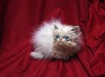 Creamy white by Flueffay x Holy Grail - Himalayan Cat For Sale - Cedar Rapids, IA, US