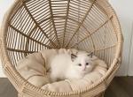 Seal lynx bicolor boy - Ragdoll Cat For Sale - Denver, CO, US