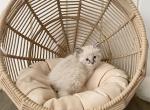 Seal lynx point boy - Ragdoll Cat For Sale - Denver, CO, US