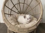 Seal lynx bicolor girl 2 - Ragdoll Cat For Sale - Denver, CO, US