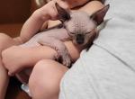 TICA Male - Sphynx Cat For Sale - Rockford, IL, US