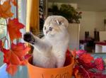 Golden Shaded Scottish Fold girl - Scottish Fold Cat For Sale - NY, US