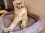 Hugo - Scottish Straight Cat For Sale - New York, NY, US