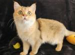 Daisy - Scottish Straight Cat For Sale - New York, NY, US