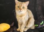 Biggy - Scottish Straight Cat For Sale - New York, NY, US
