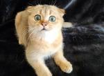 Flipper - Scottish Fold Cat For Sale - New York, NY, US